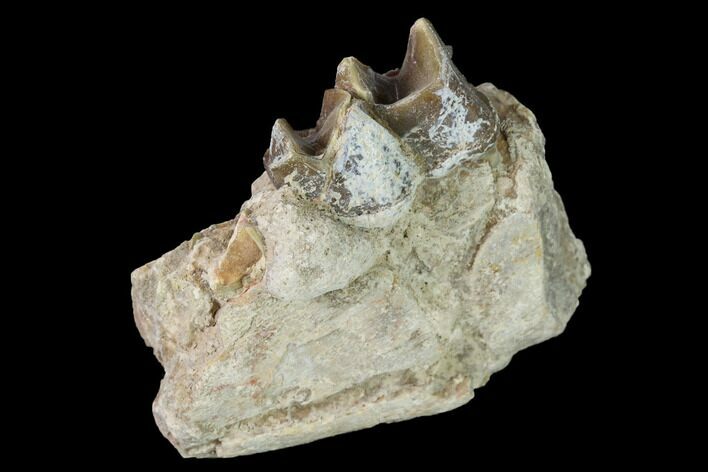 Fossil Running Rhino (Hyracodon) Jaw Section - South Dakota #160914